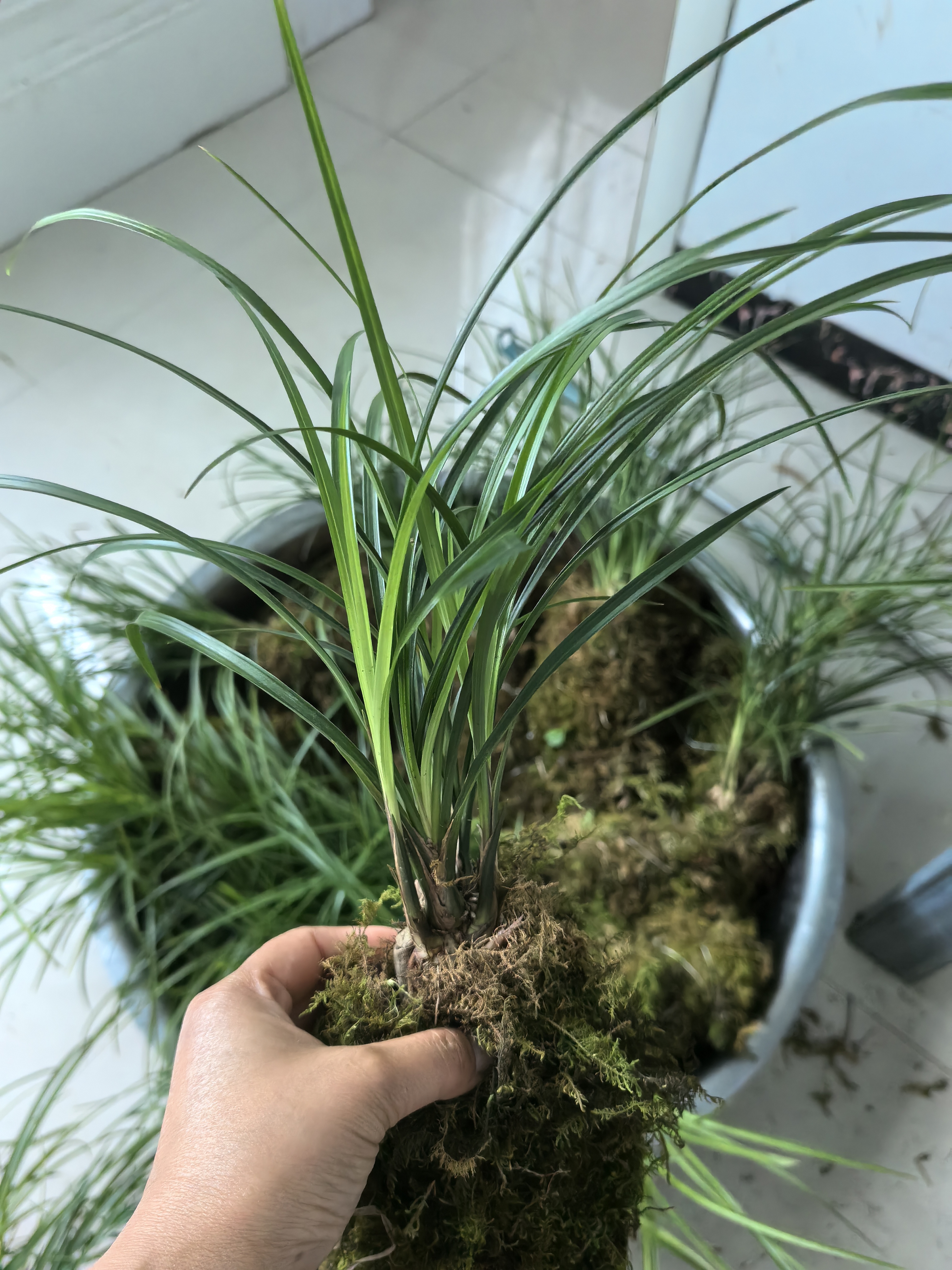 贵州莲瓣9苗左右浓香型花卉盆栽四季绿植，颜色随机发货。