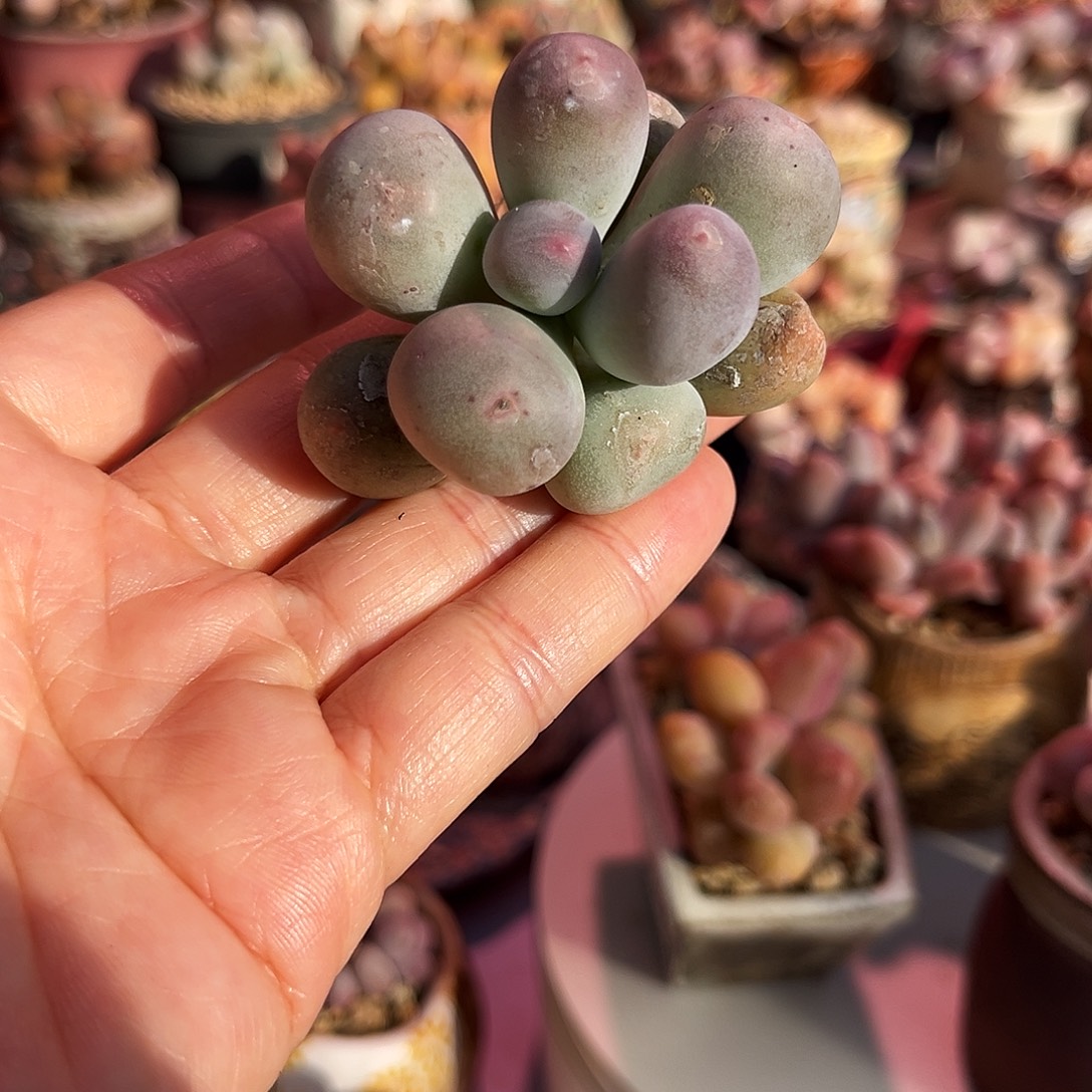 米可大单头满200包顺丰