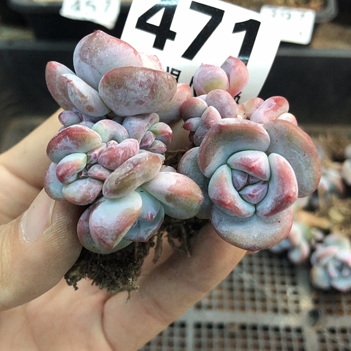 星影石榴籽福利出咯 471