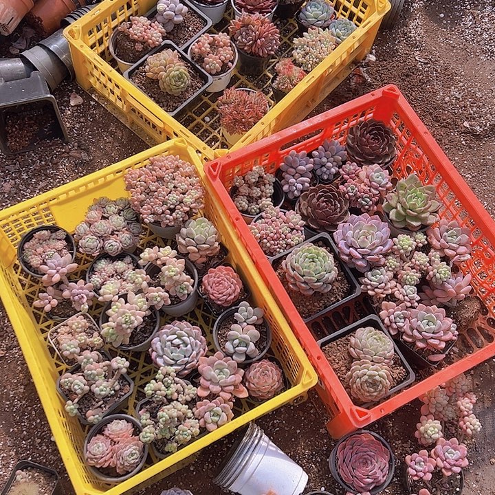 福利多肉植物5颗9.99米