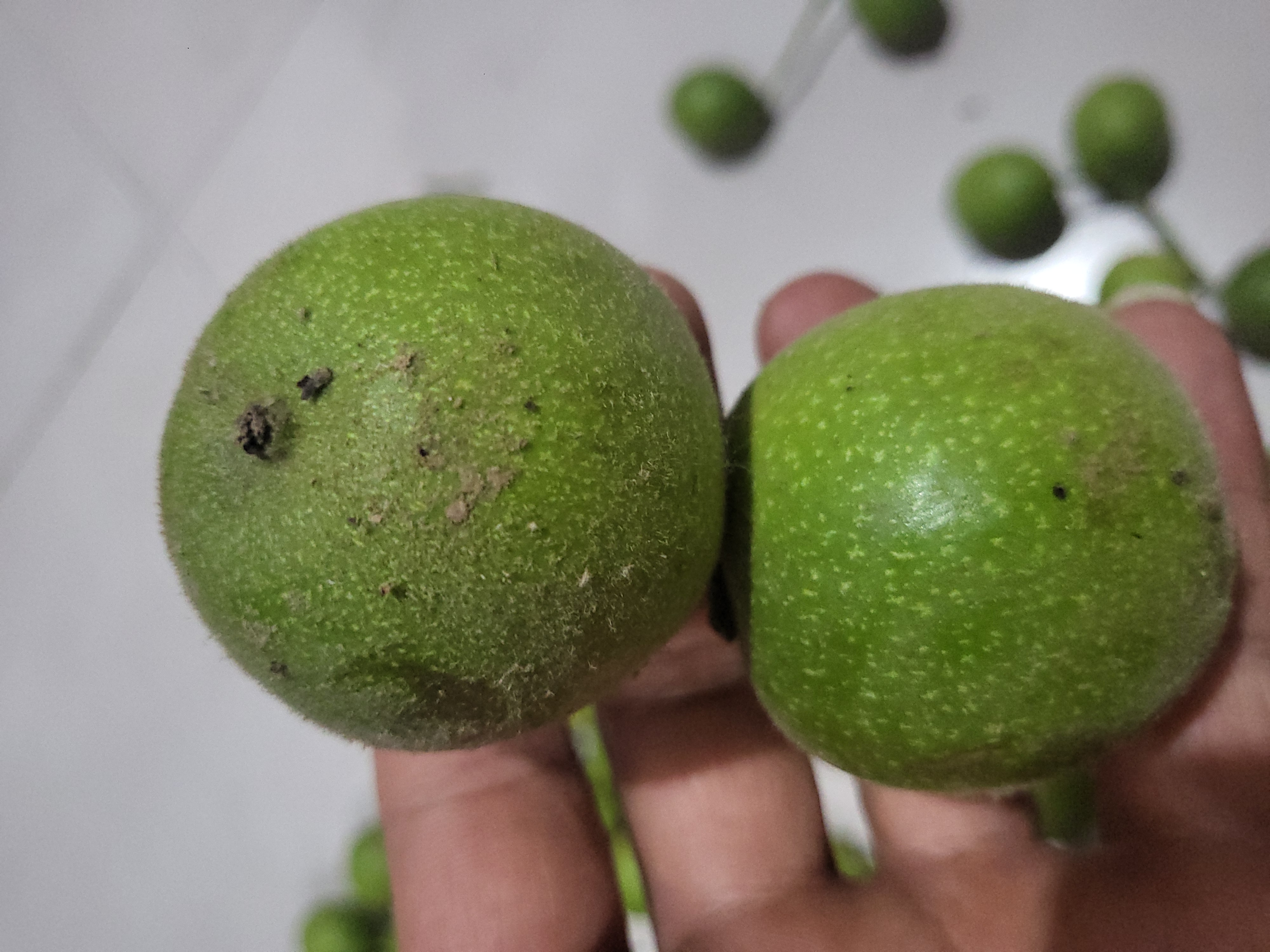 文玩核桃，盘山三棱青皮代发青皮代开