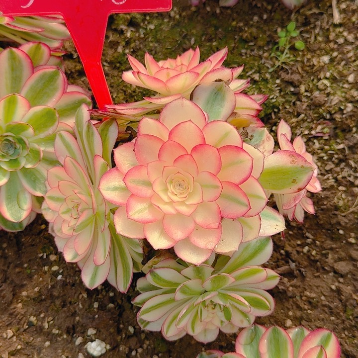 5-48荔枝多肉法师