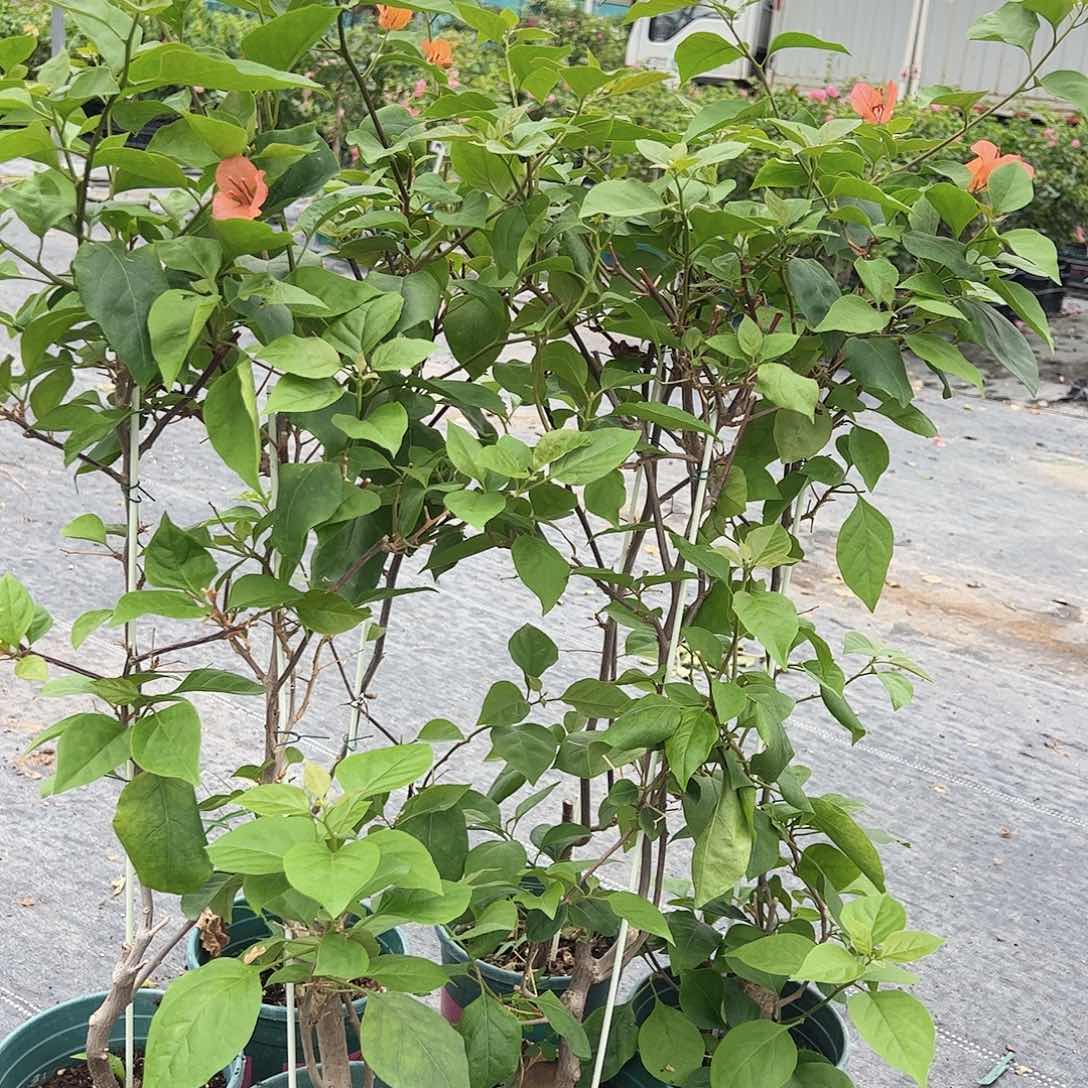 当前无花栽培后可以开花波妹一颗