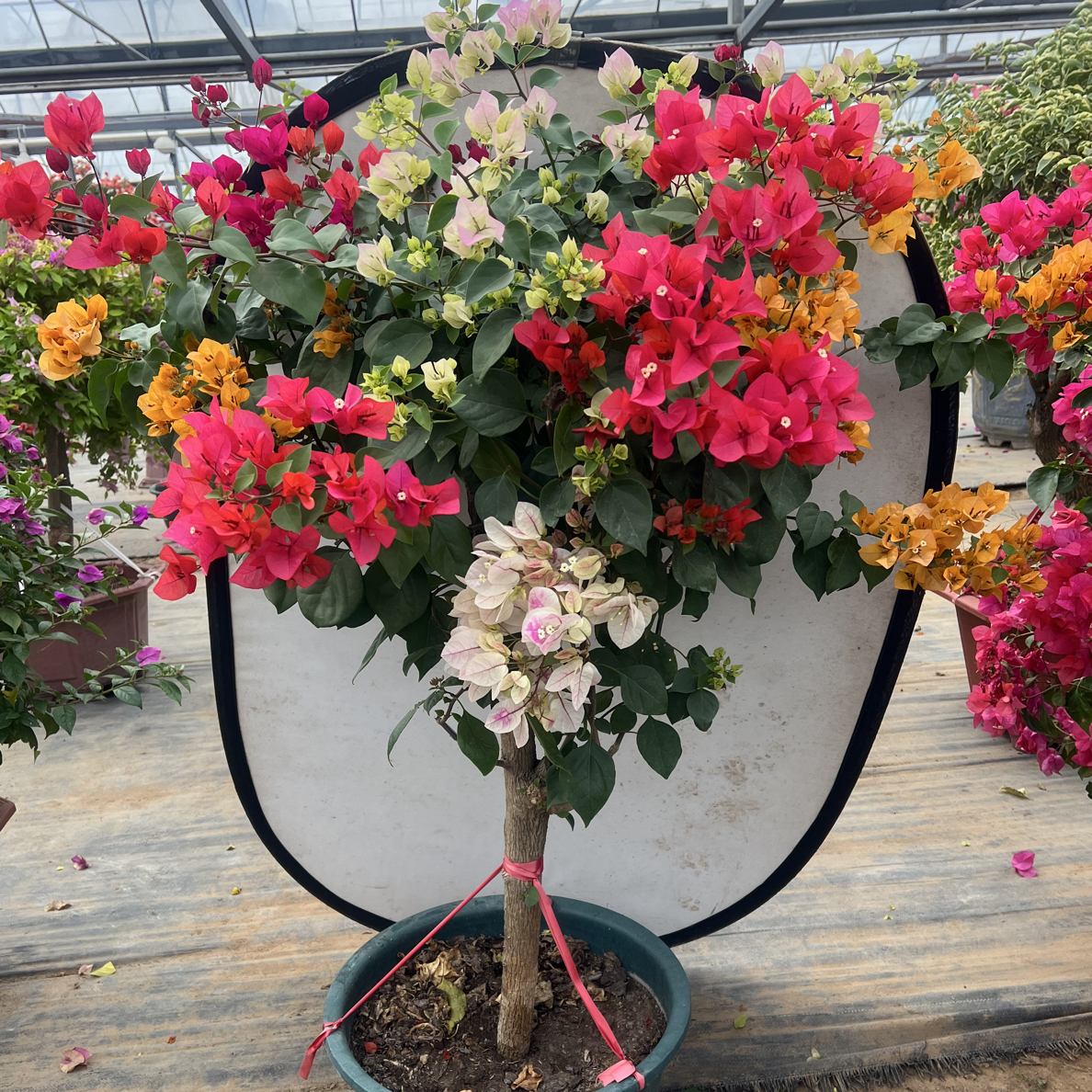 多色三角梅老桩带花苞四季开花庭院阳台易活绿植