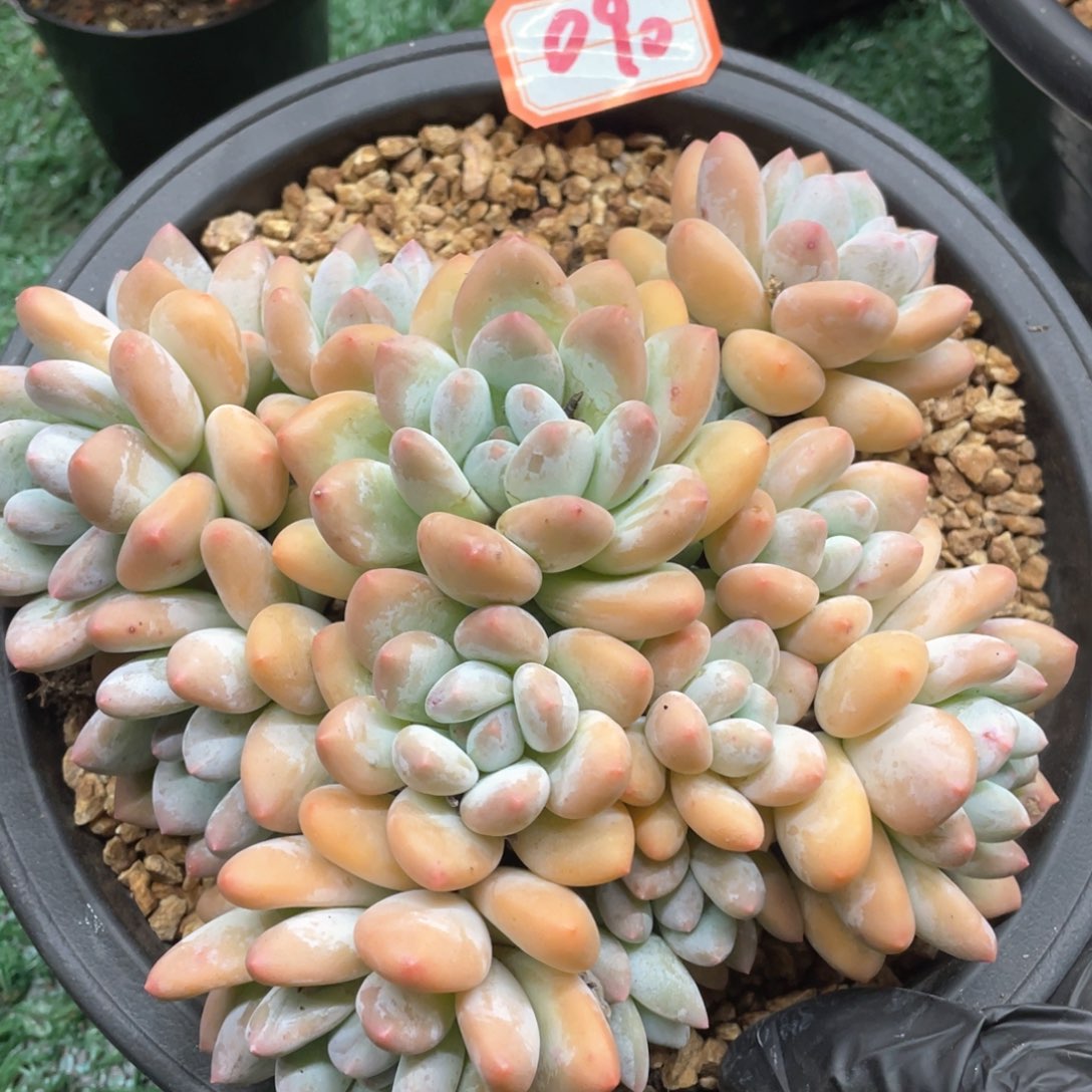 090 一物一拍28包邮非偏远