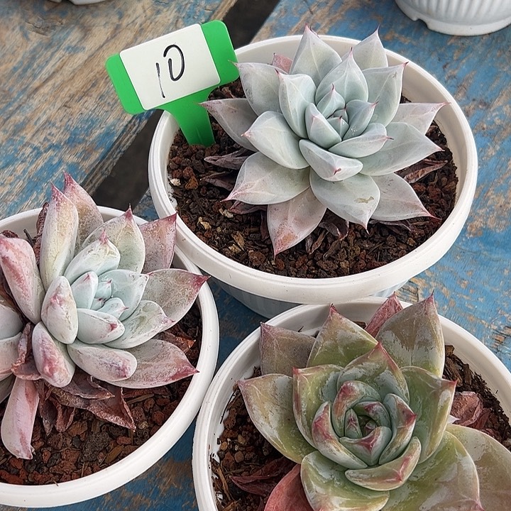 10祖母绿小盆一个脱土