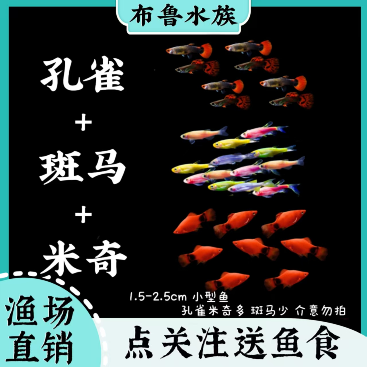 孔雀鱼+斑马鱼+米奇鱼组合小型热带观赏鱼好养耐活适合