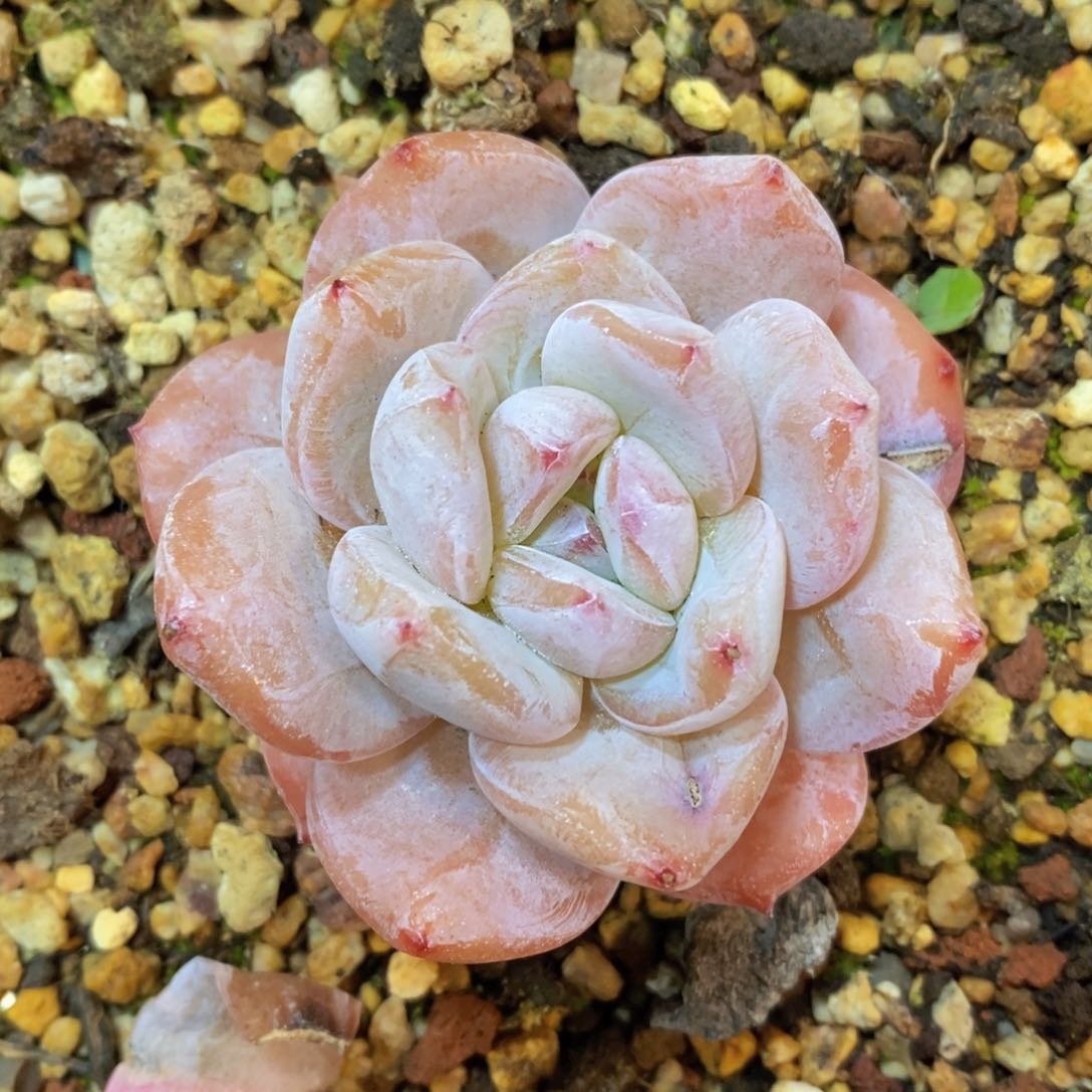 可问主播品种，下滑链接更多品种多肉选择