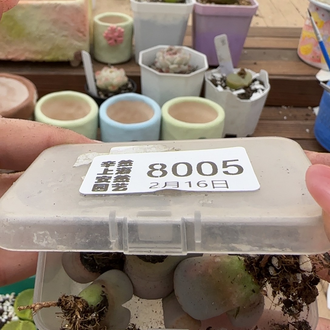 奇***林2.16。 c324长腿。 8005