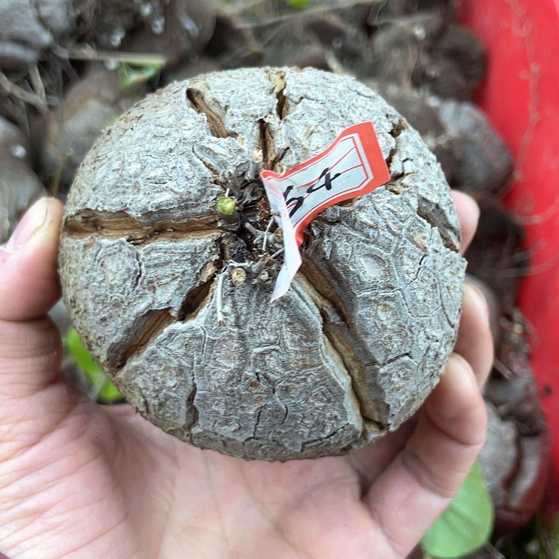 龟甲龙一物一拍1964号9.2cm