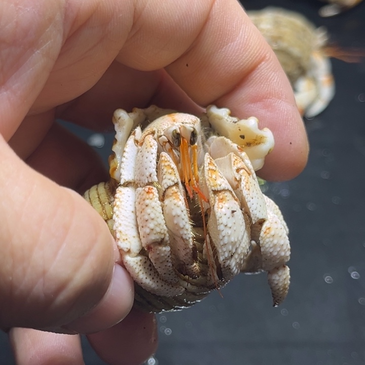 鹿***子毛球2.2口径原价200