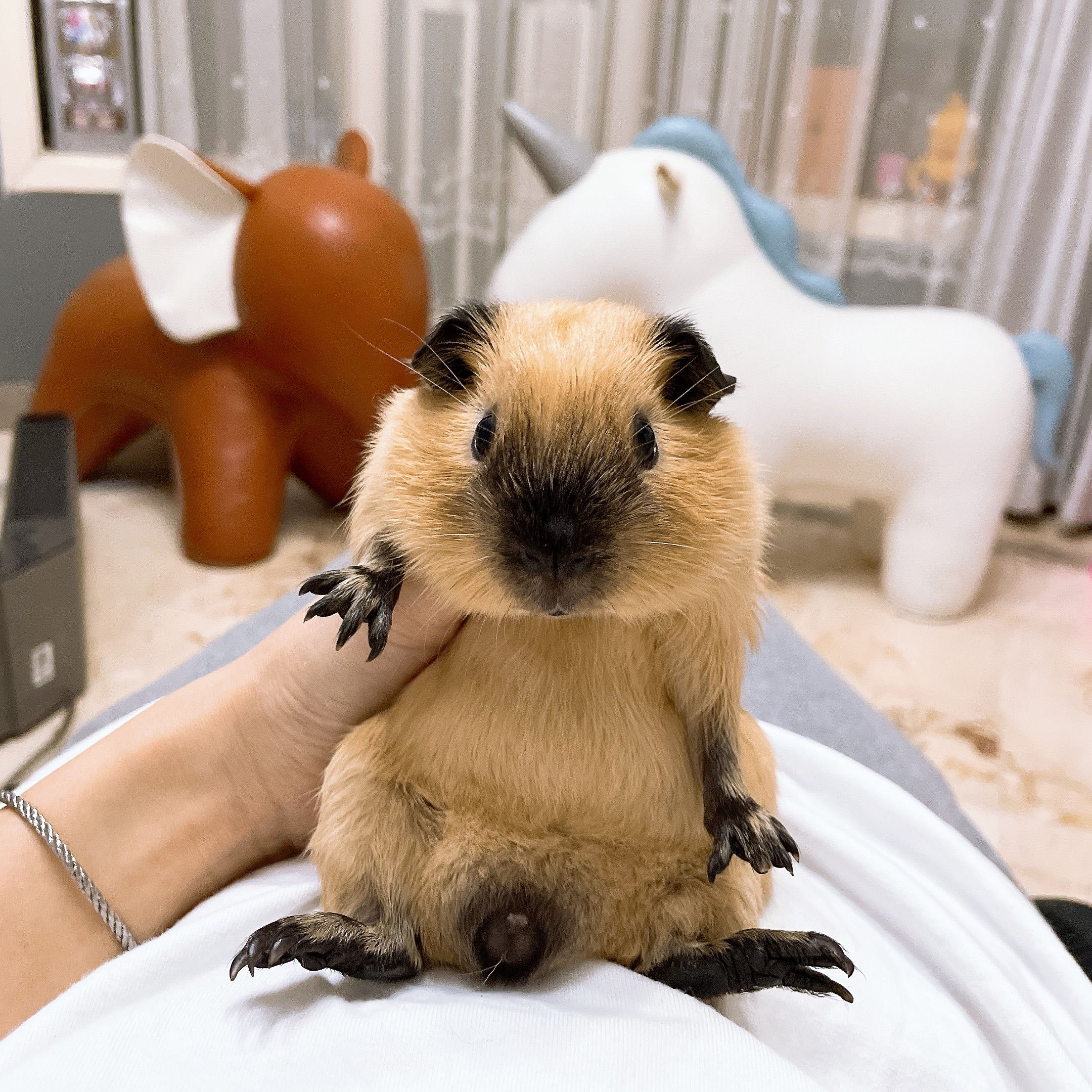 黄加州弟弟荷兰猪豚鼠活体