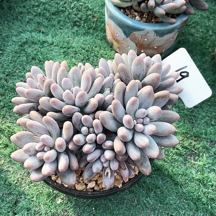 汤圆19号码牌子的话题了