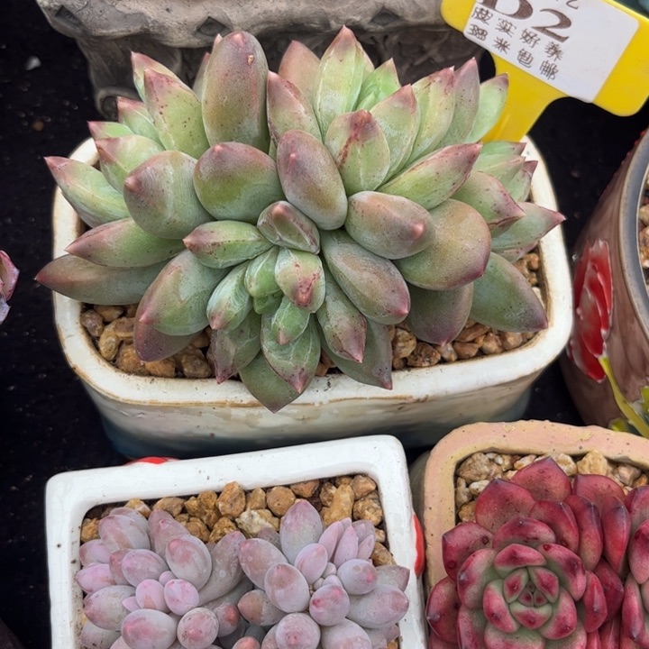 曲**曲多肉植物1111111