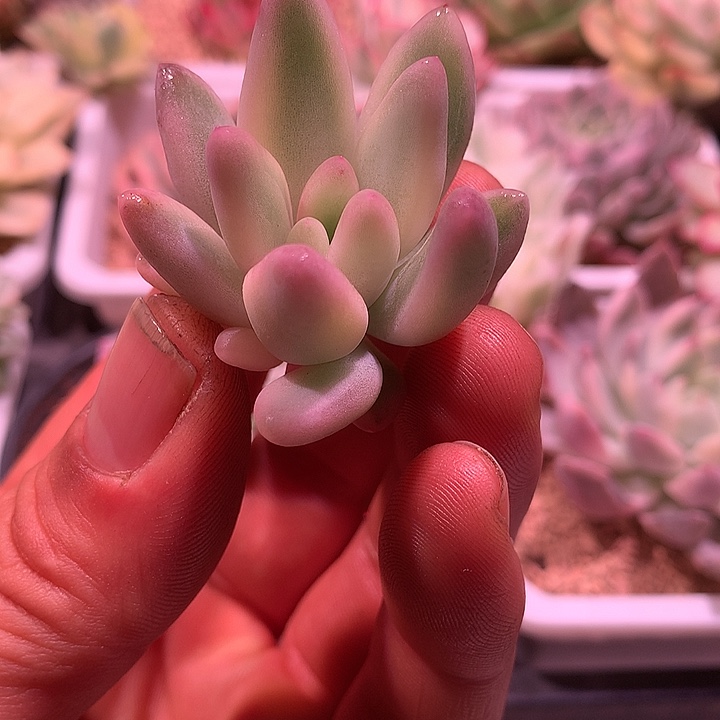 红蜻蜓锦，复轮锦锦