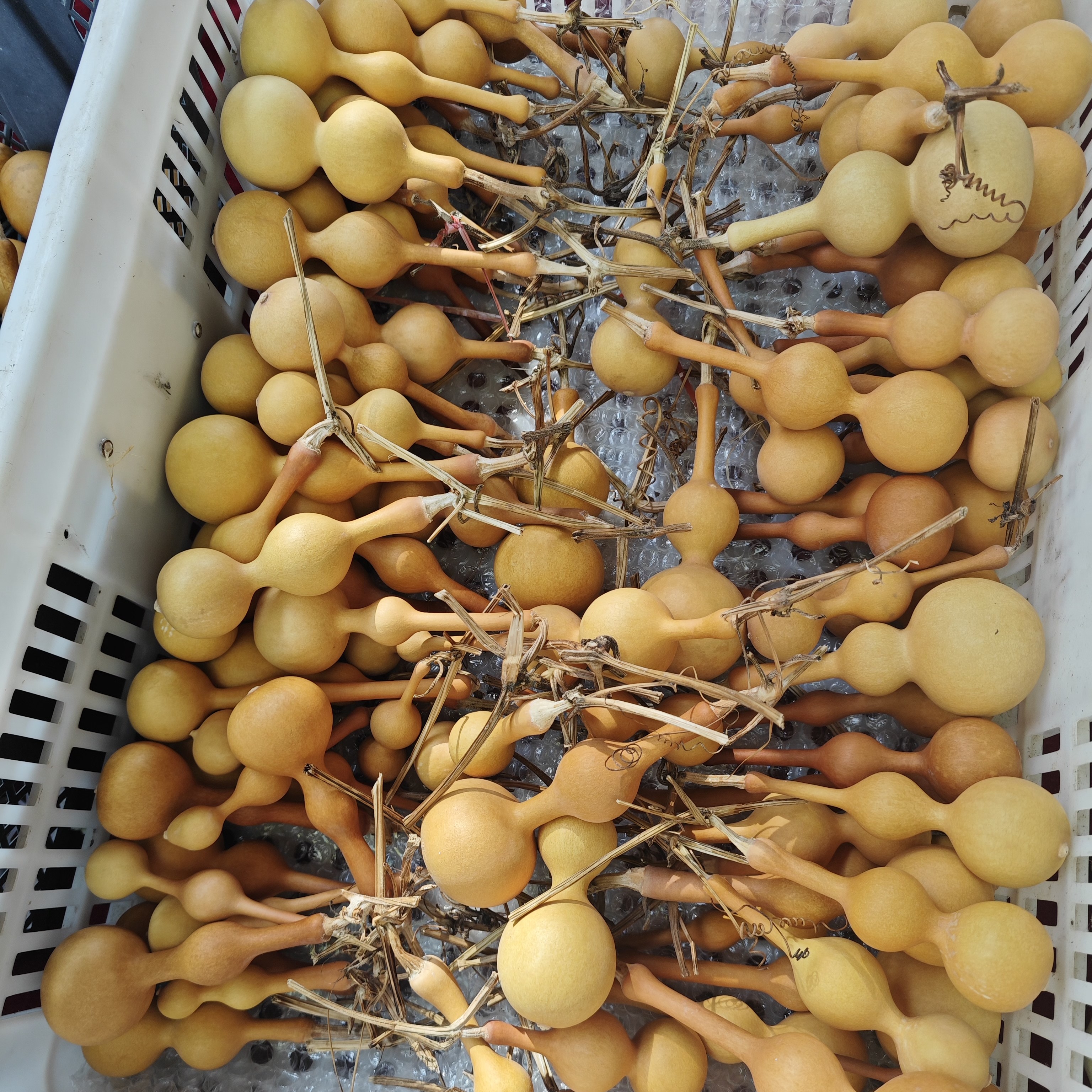 直播间选购下单文玩小葫芦