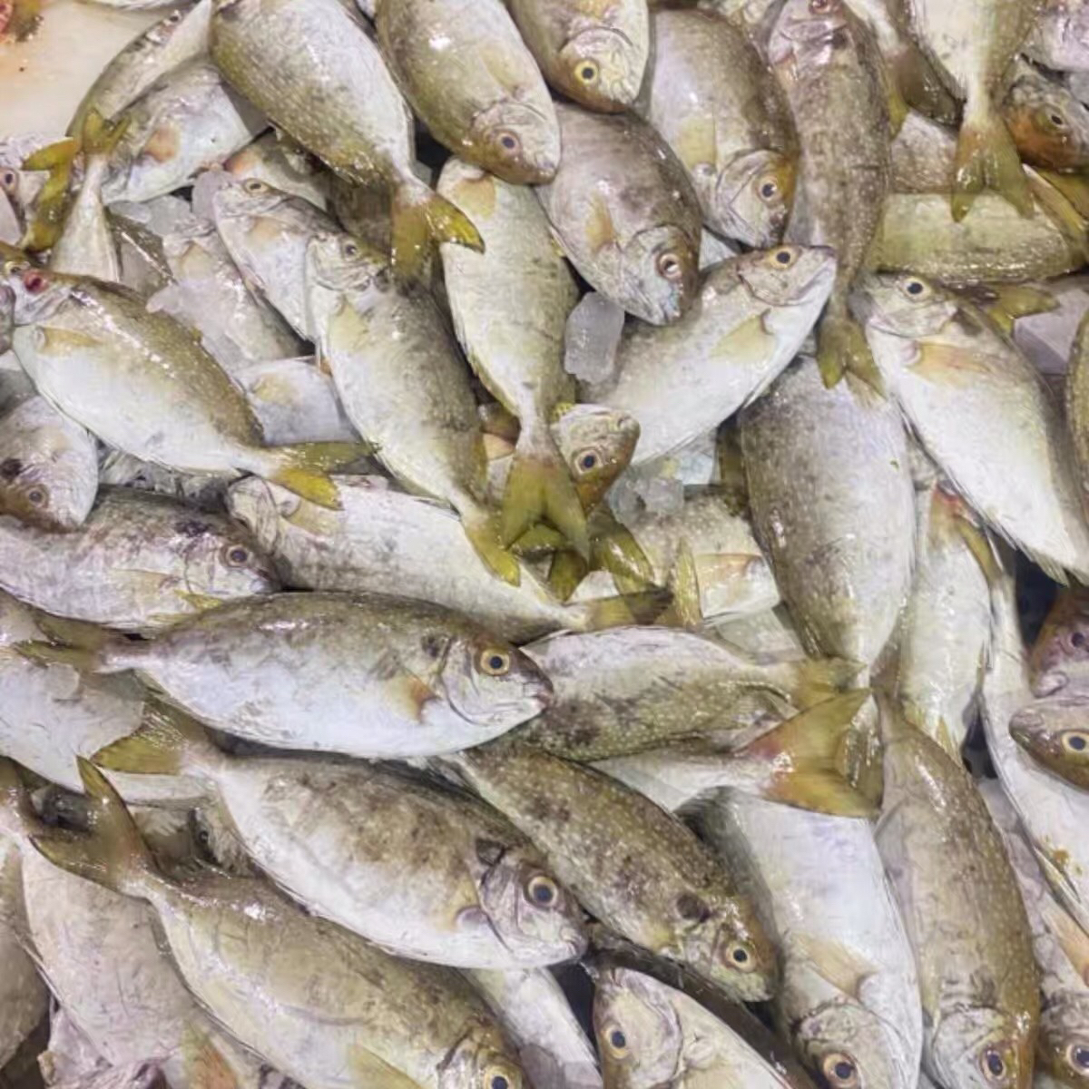 神泉港泥猛鱼广东包邮