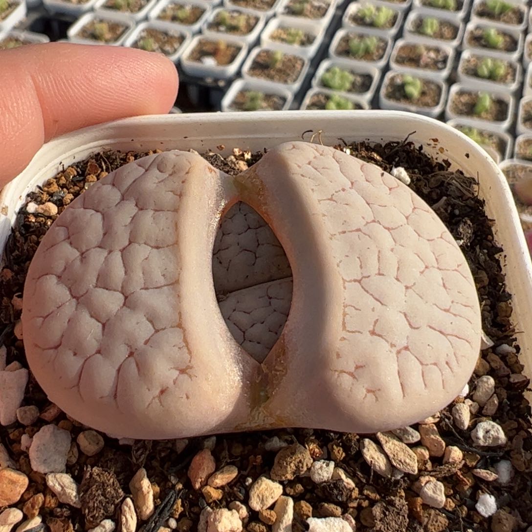 062多肉植物百科