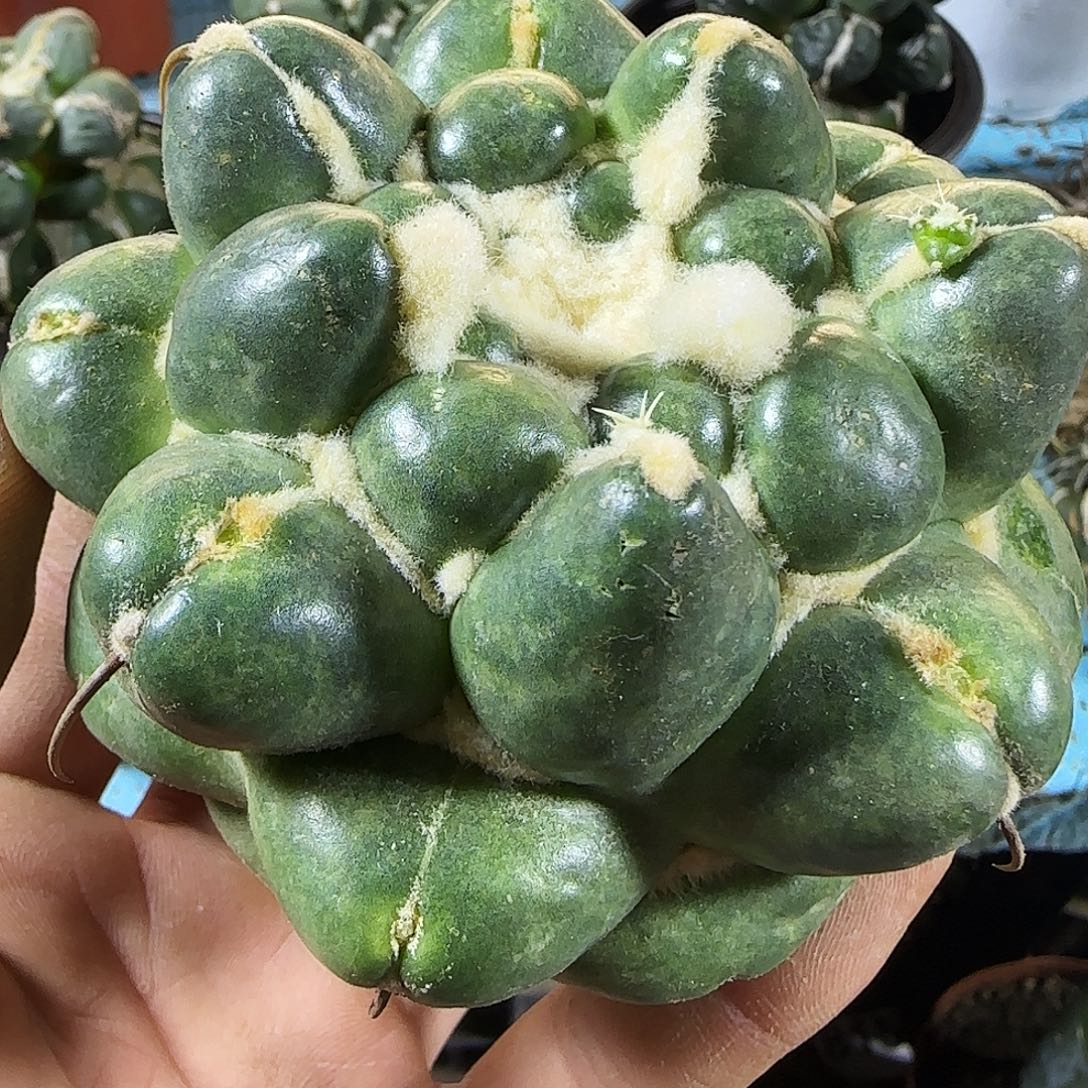 无刺象牙354仙坡要求可以