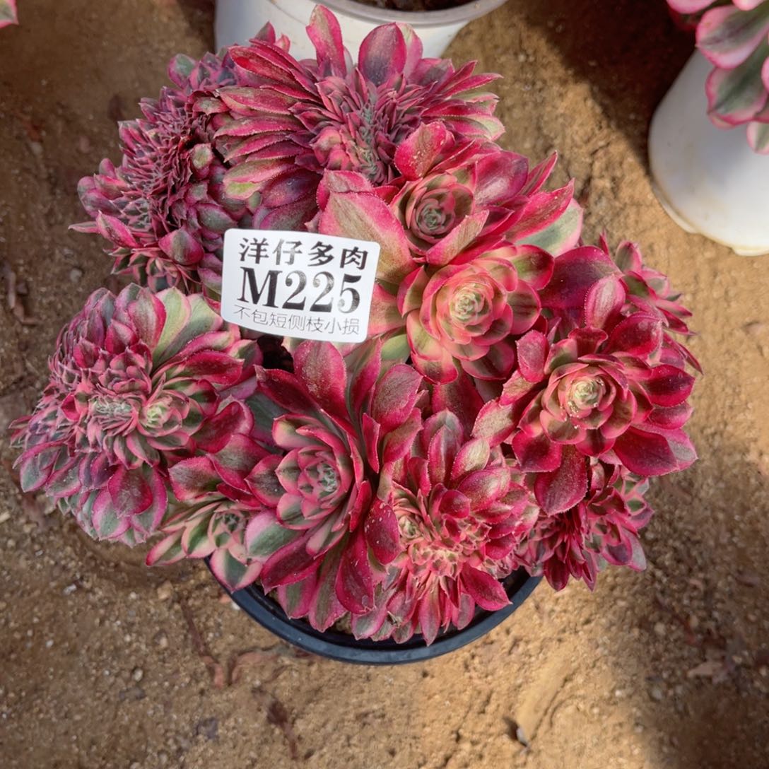 225倾城缀 冠幅18左右