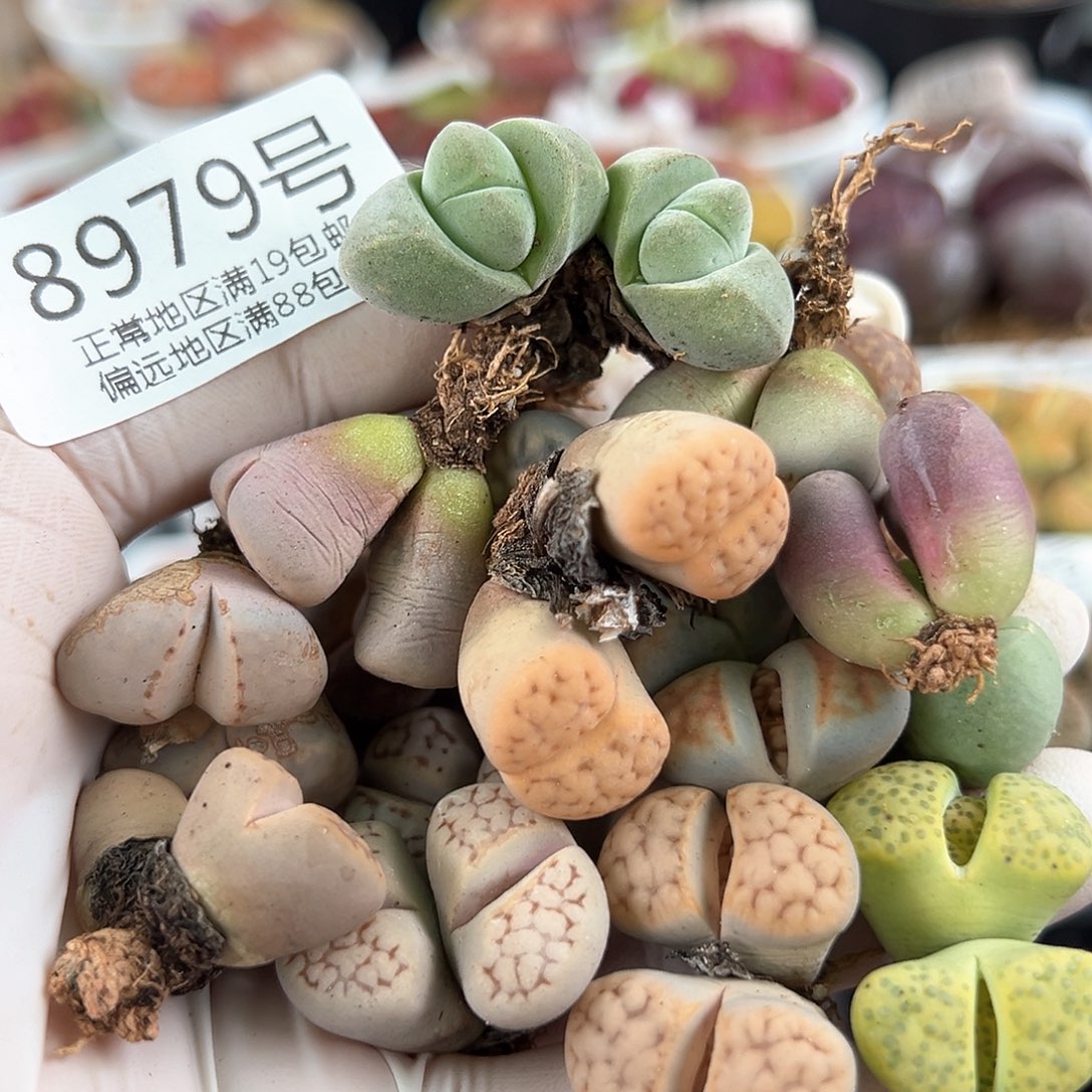 好养易活生石花大母本8979小双头17颗打包处理了