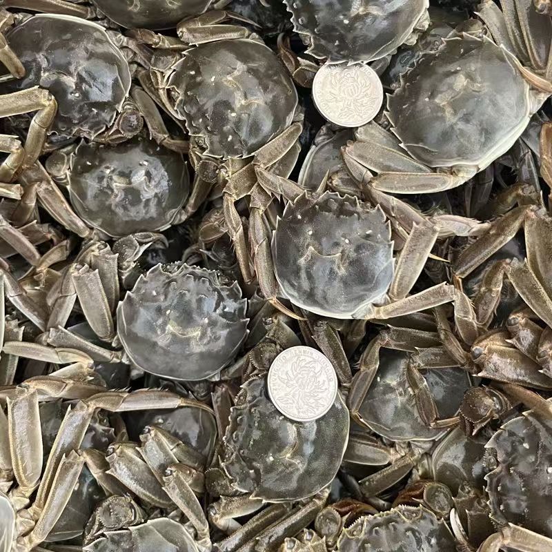 20只 螃蟹 青蟹1.1两-1.4两顺丰包邮