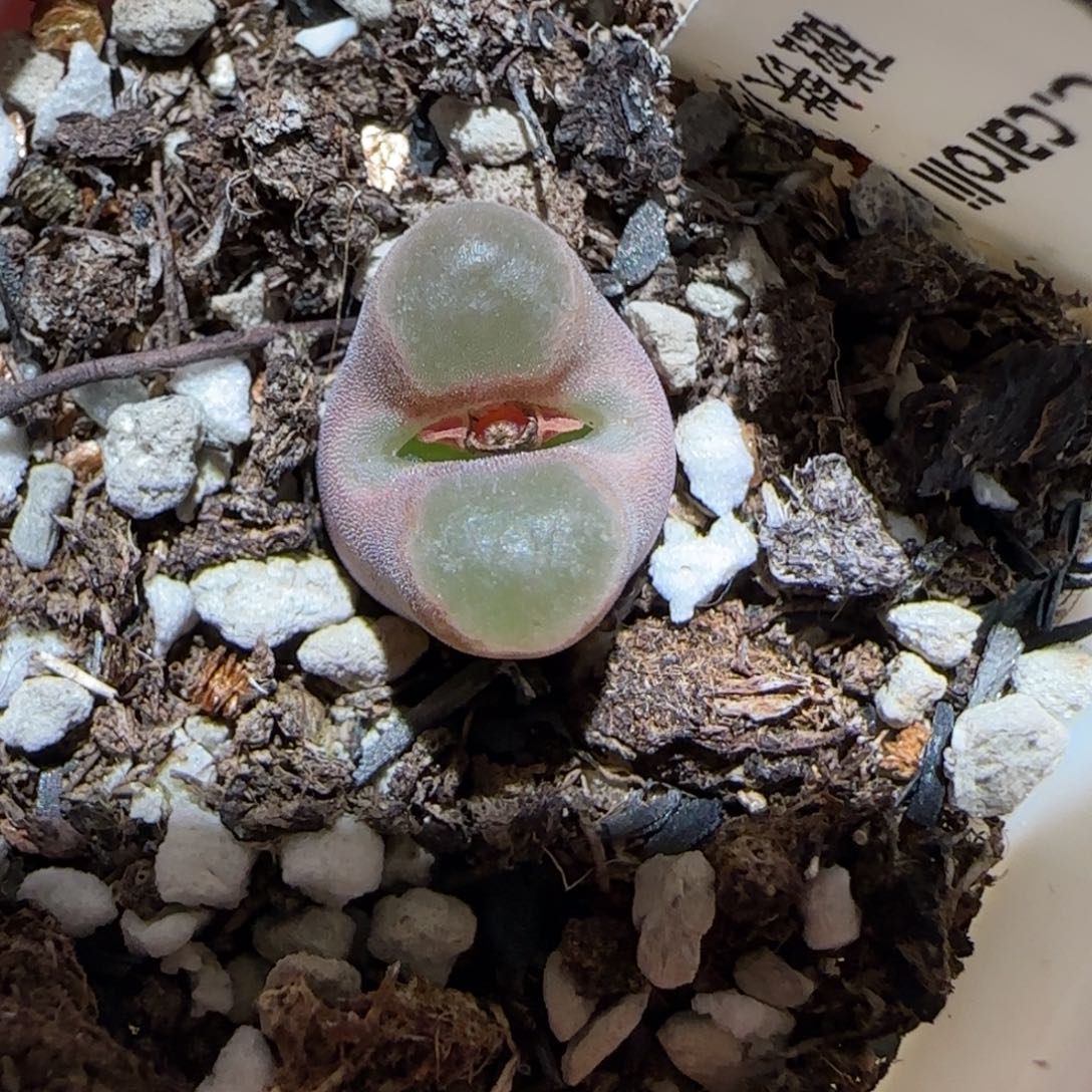 肉锥多肉植物百科-磁铁1454