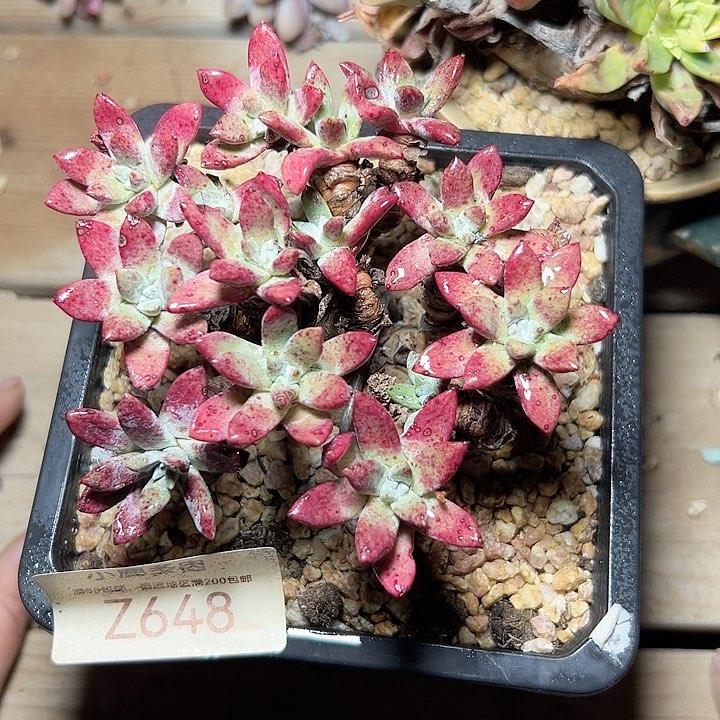 小鹿多肉一物一拍648