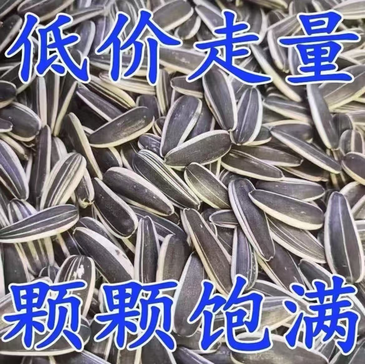 新货原味中大颗粒生葵花籽香脆可口产地直发