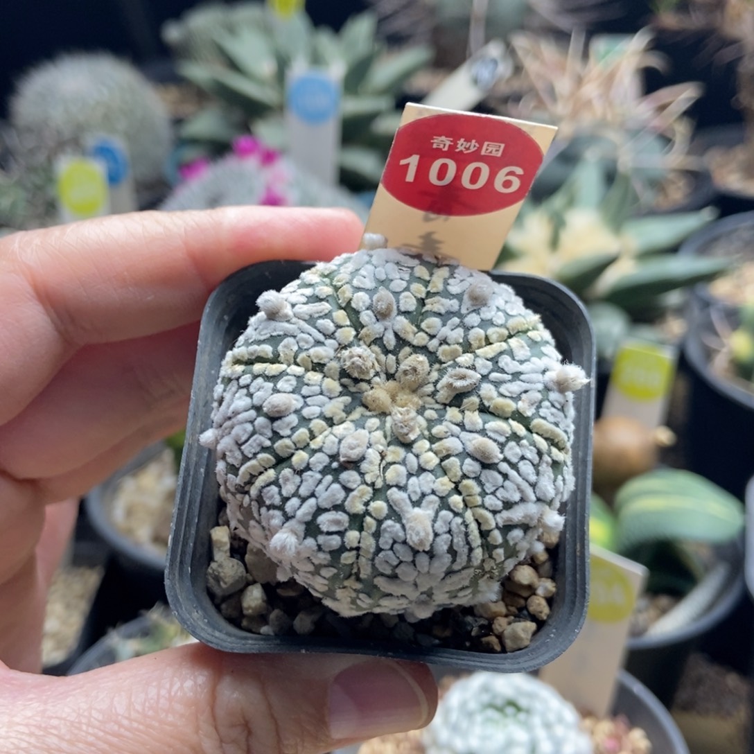 实生超兜4.4cm一棵仙人球