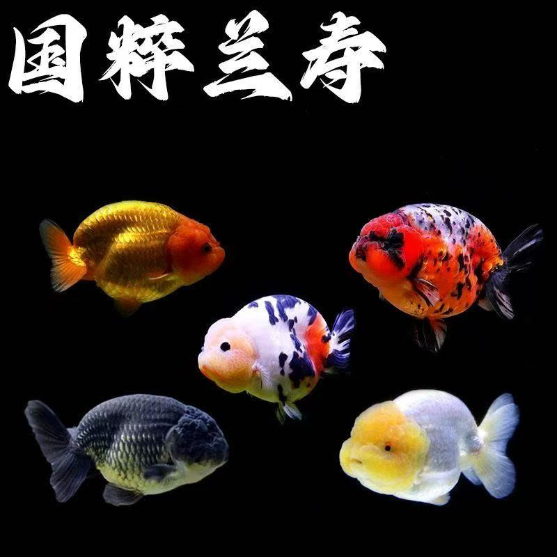 150-200兰寿开箱包活无开箱视频不售后具体尺寸条数以直播间为准