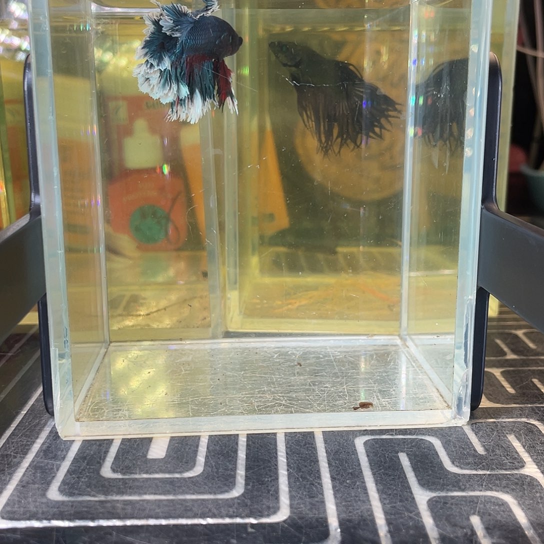 斗鱼28号1210早绣球