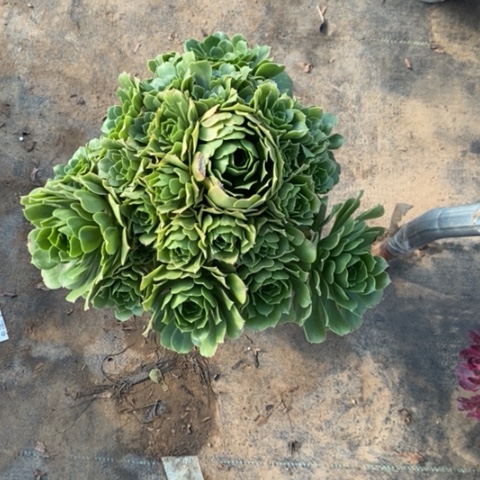 绿羊绒10多肉植物法师