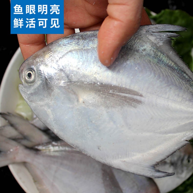 舟山野生海捕白磷银鲳鱼3斤10条