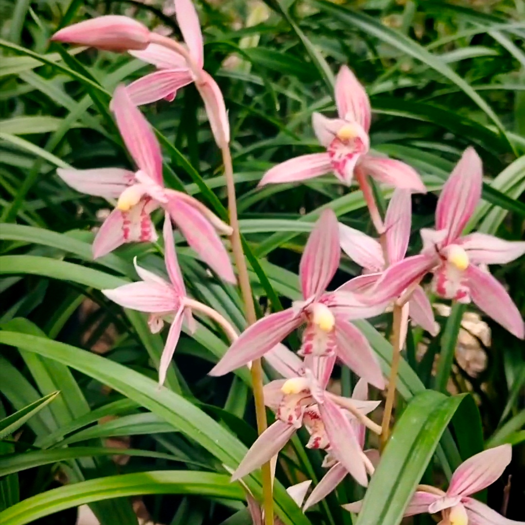 建兰老品种：市长红色花典范红花浓香