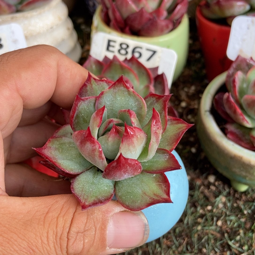 惊鸿一瞥多肉植物保护