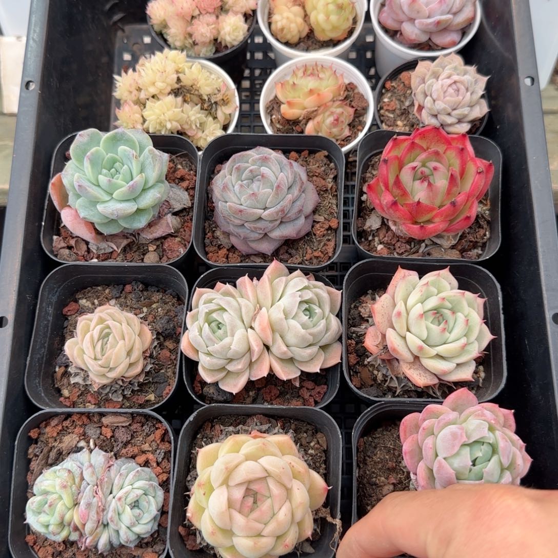 框拍框拍0208-100