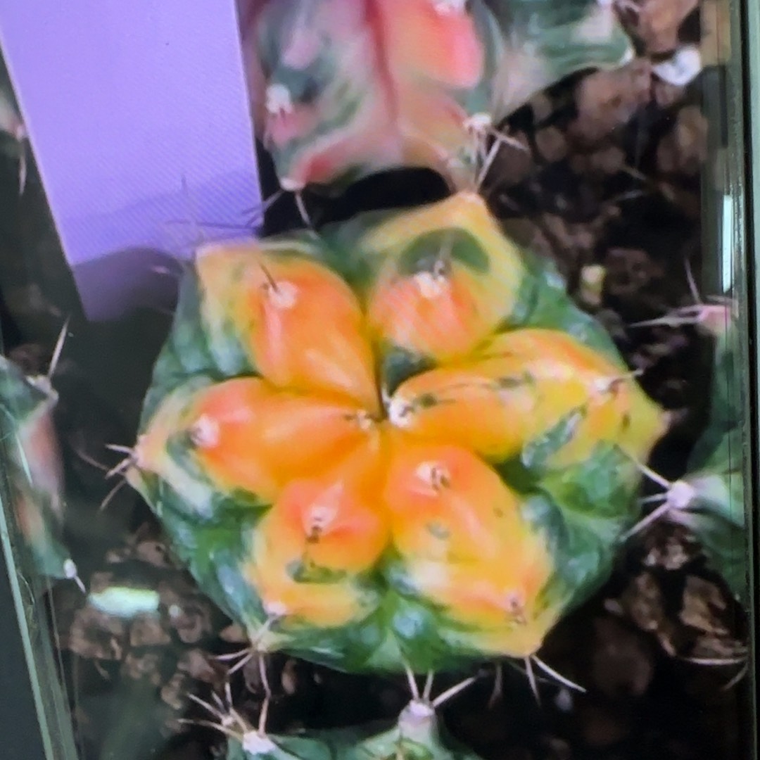 53-0215泰国发货多肉