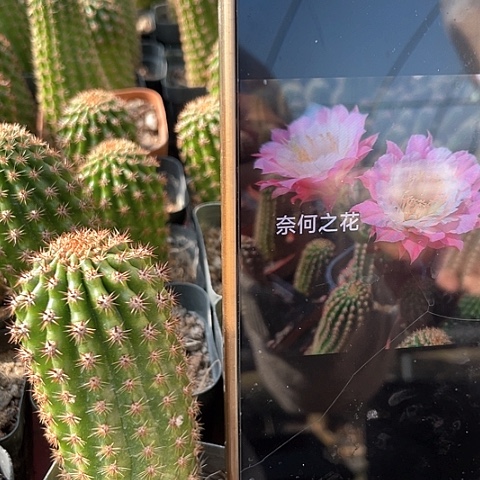 奈何之花 仙人球