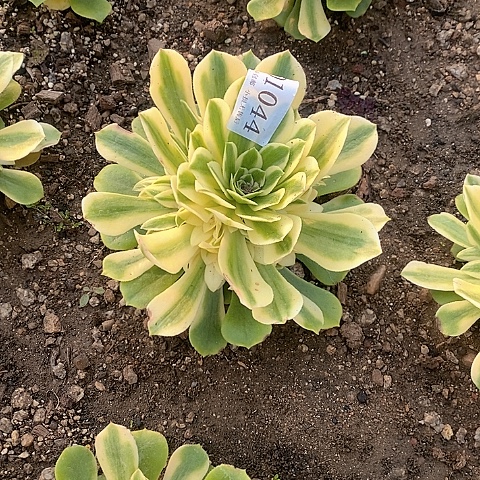 1044辛尼亚多肉法师