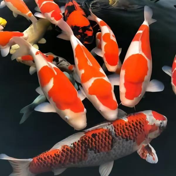 血统锦鲤，专享链接