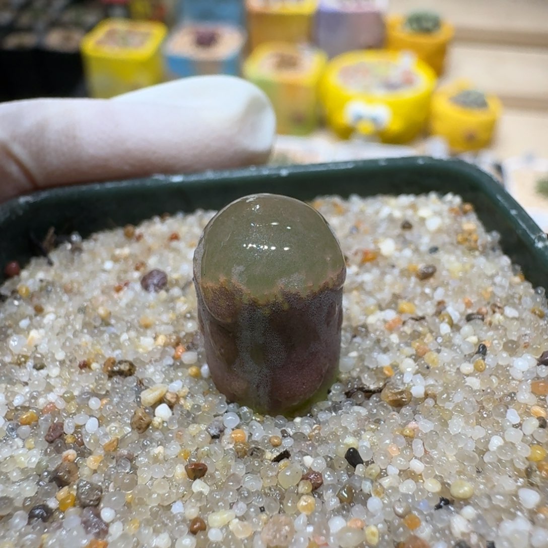 0115-54粉网格肉锥
