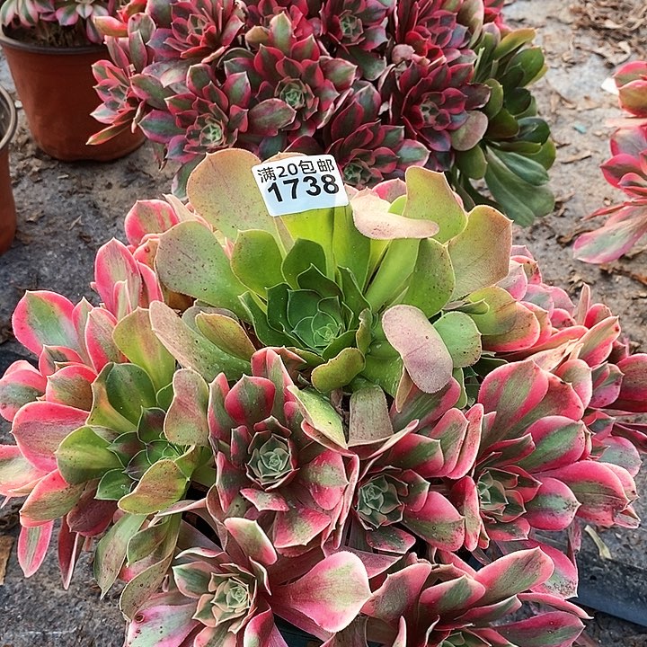 1738 一颗女神法师多肉