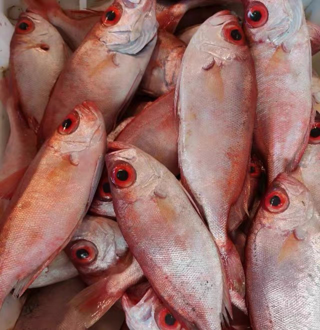 惠来县本港扫莲红目连2到3条装，帮杀省内包邮