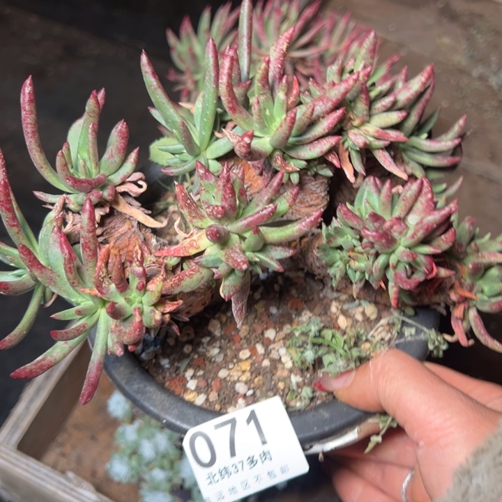 071哈哈哈哈哈哈哈哈多肉