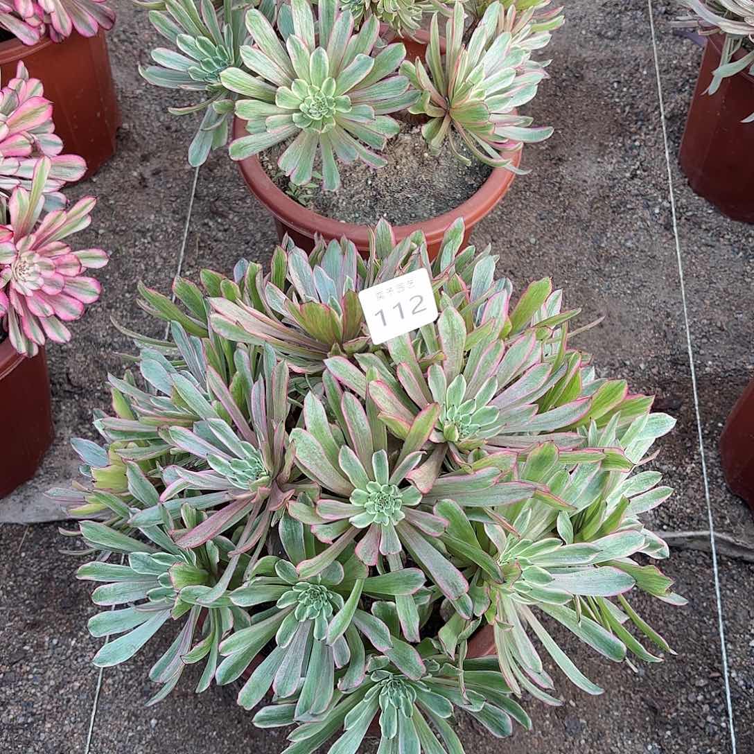 多肉法师凌波仙子112