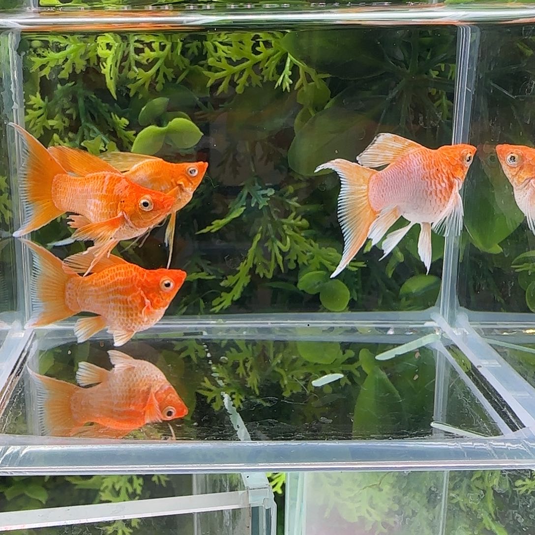 孔雀鱼钻石玛丽金柠檬2对