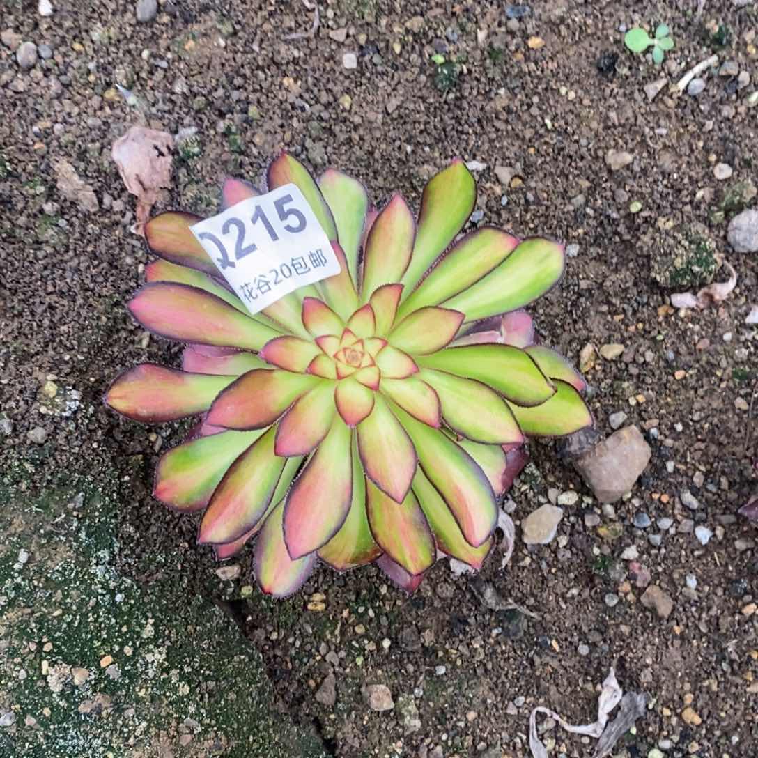 215魅丽多肉植物