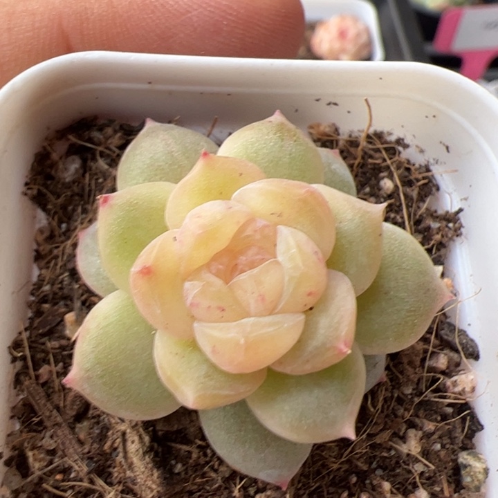 居***y居居专拍一物一拍精品糖心，尺寸不大介意勿拍