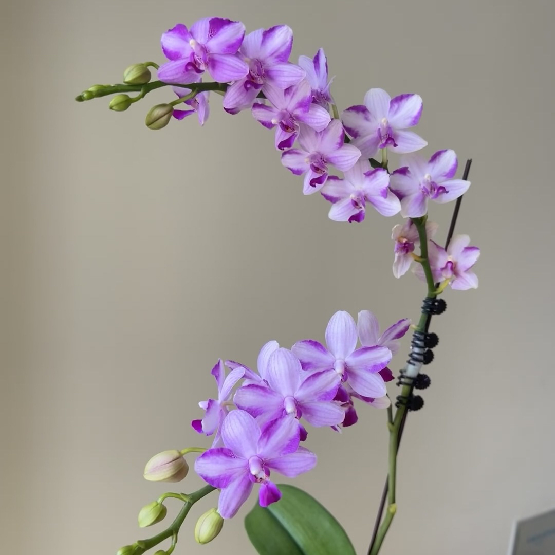 丰花续花型【紫水晶】3.0寸杯 苗子发货